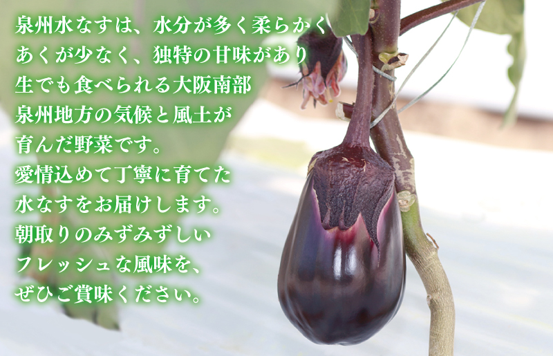 泉州 水なす 12個【ハウス栽培 新鮮 野菜 泉佐野産 茄子 数量限定】 010B1061