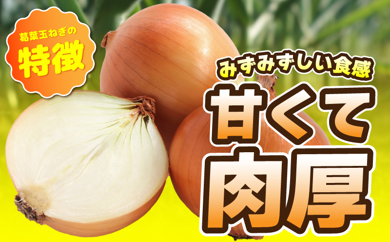 【先行予約】葛葉玉ねぎ 6kg（10～15玉） 010B1773