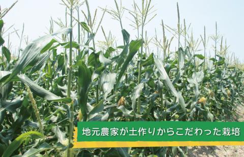 【先行予約】ゴールドラッシュ 14本【新鮮 野菜 泉佐野産 とうもろこし コーン やさい TONOファーム 数量限定】 010B140