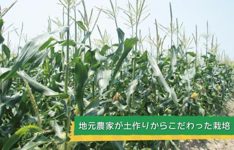 【先行予約】ゴールドラッシュ 7本【新鮮 野菜 泉佐野産 とうもろこし コーン やさい TONOファーム 高評価 数量限定】 005A060