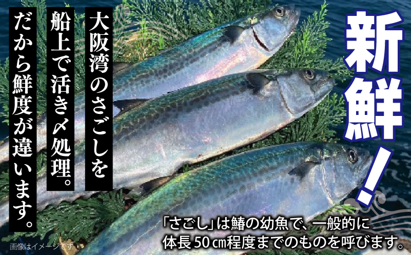 さごしフィレ 合計1kg以上 【小分け 切り身 海産 魚 お弁当 焼き魚 冷凍 惣菜 焼くだけ 訳あり サイズ不揃い 圧倒的企業努力】 099H3890-1