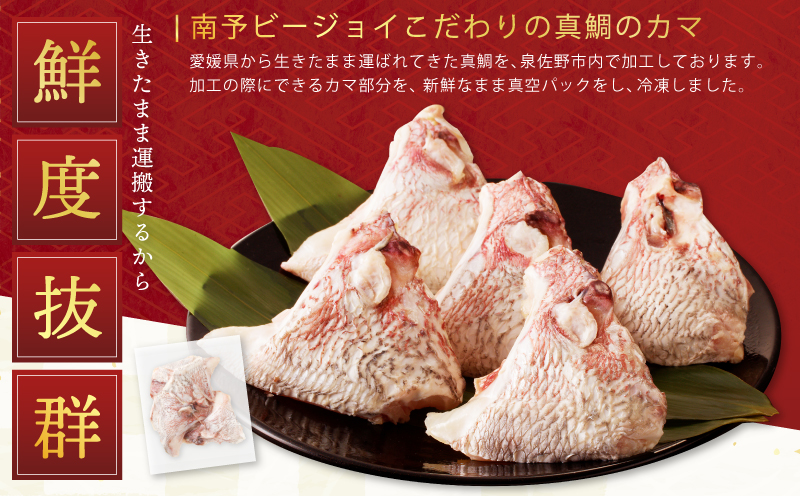 国産 活〆養殖 真鯛のカマ 合計1.2kg【小分け 300g×4P 訳あり サイズ不揃い 冷凍】 nbj0001