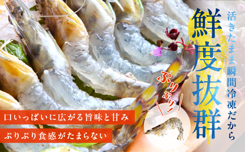 【TVで紹介！】泉州車えび 300g【訳あり サイズ不揃い 生食可 海鮮 車海老 車エビ 海老 えび エビ 刺身 産地直送 急速冷凍 鮮度抜群】 G2185