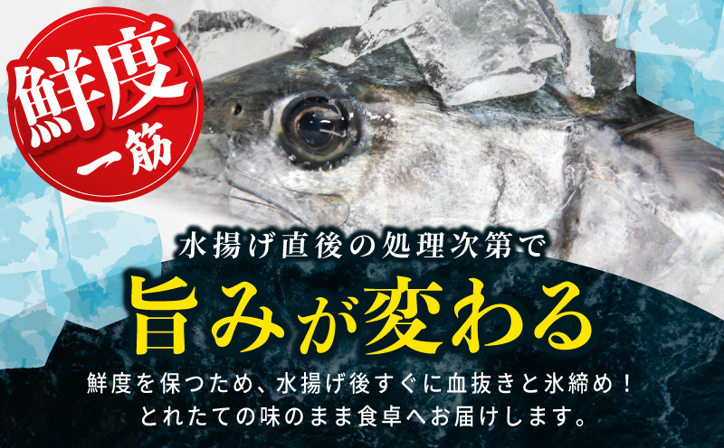 さわら 片身 1kg【漁師 目利き 海鮮 鰆 泉州 新鮮 産地直送 急速冷凍】 G2188-2