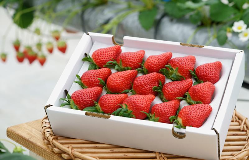 「厳選プレミアム！」完熟朝摘みいちご 800g（400g×2パック） 099H2853