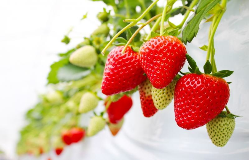 いちご狩りペアチケット 020C514