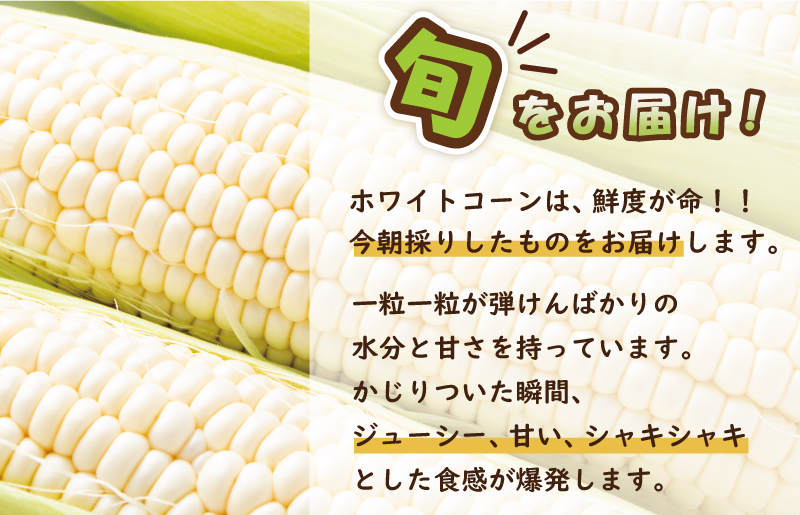 【先行予約】朝採り ホワイトコーン 8本セット【とうもろこし 農家直送 新鮮 野菜 やさい 期間限定】 099H4021
