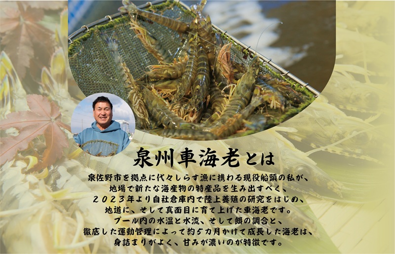 訳アリ！お試し 加熱調理用 泉州車海老250g【TVで紹介されました！】 G3703