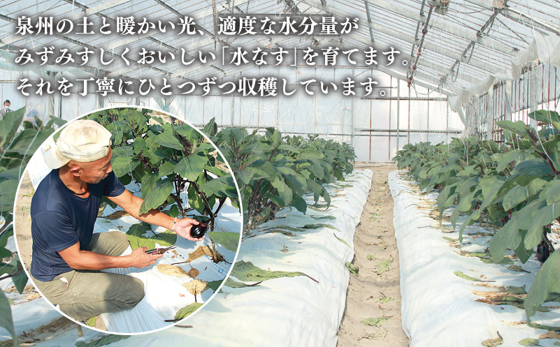 【お中元対応】泉州 泉佐野市産 ハウス水なす 6個【茄子 泉佐野産 とれたて 新鮮野菜 やさい 高評価】 005A759t