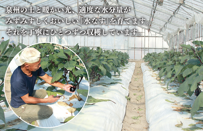 泉州 水なす 12個【ハウス栽培 新鮮 野菜 泉佐野産 茄子 数量限定】 010B1061