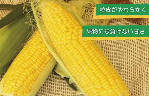 【先行予約】ゴールドラッシュ 14本【新鮮 野菜 泉佐野産 とうもろこし コーン やさい TONOファーム 数量限定】 010B140
