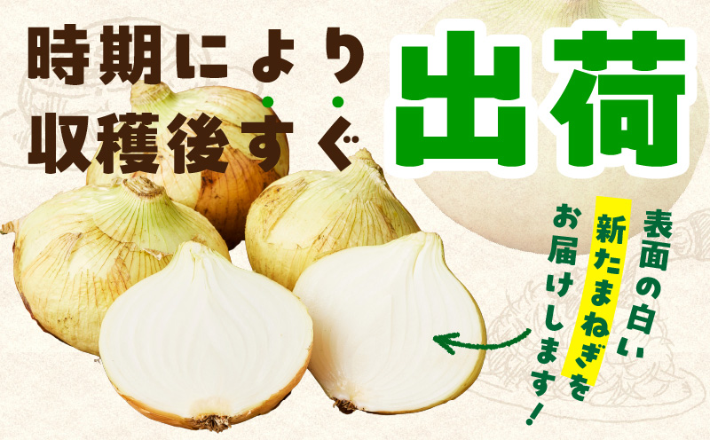 【先行予約】泉州たまねぎ 10kg 玉ねぎ 射手矢農園【家計応援 玉ねぎ タマネギ 玉葱 野菜 やさい 高評価 期間限定 TVで紹介！】 G3686