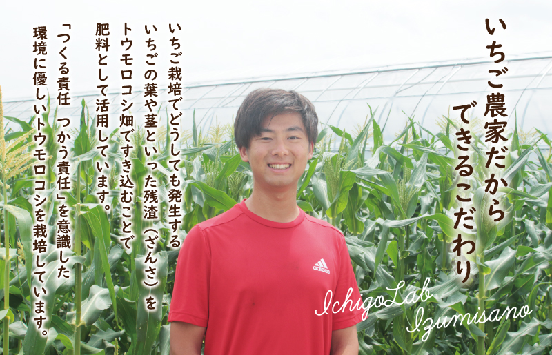 【先行予約】朝採り ホワイトコーン 8本セット【とうもろこし 農家直送 新鮮 野菜 やさい 期間限定】 099H4021