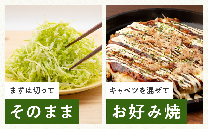 【先行予約】泉州キャベツ 5kg 2～5玉 射手矢農園 訳あり サイズ不揃い【家計応援 2～5玉 新鮮 野菜 やさい 高評価 数量限定 TVで紹介！】 ity0018