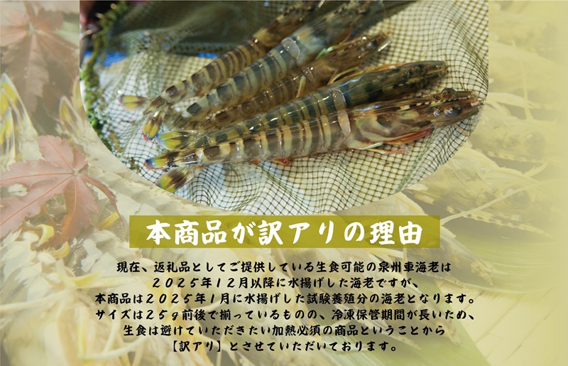 訳アリ！お試し 加熱調理用 泉州車海老250g【TVで紹介されました！】 G3703