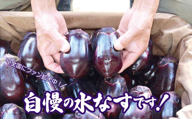 【お中元対応】泉州 泉佐野市産 ハウス水なす 6個【茄子 泉佐野産 とれたて 新鮮野菜 やさい 高評価】 005A759t