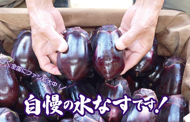 泉州 水なす 12個【ハウス栽培 新鮮 野菜 泉佐野産 茄子 数量限定】 010B1061