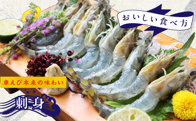 【TVで紹介！】泉州車えび 300g【生食可 海鮮 車海老 車エビ 海老 えび エビ 刺身 産地直送 急速冷凍 鮮度抜群】 G2179