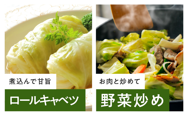 【スピード発送】射手矢さんちの泉州キャベツ 20kg【家計応援 新鮮 野菜 やさい 射手矢農園 高評価 きゃべつ 訳あり サイズ不揃い 数量限定 TVで紹介！】 G3675