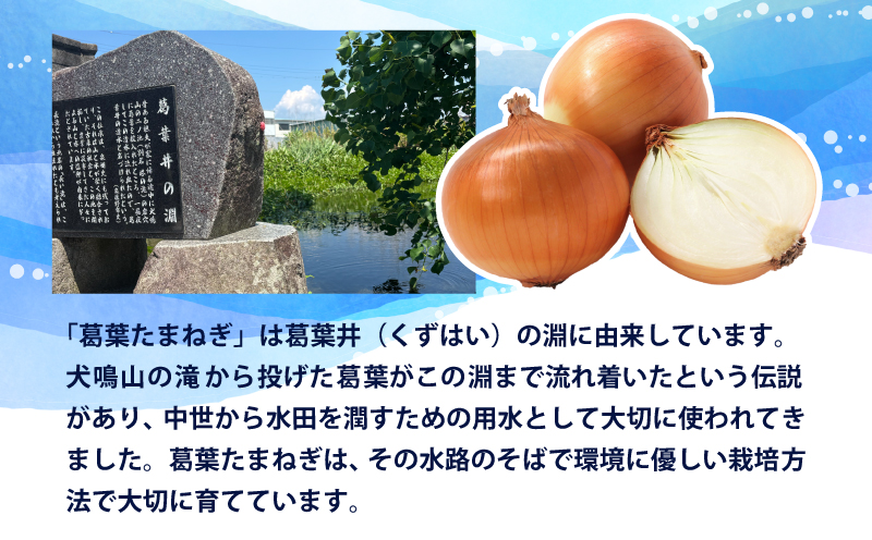 【先行予約】葛葉玉ねぎ 6kg（10～15玉） 010B1773