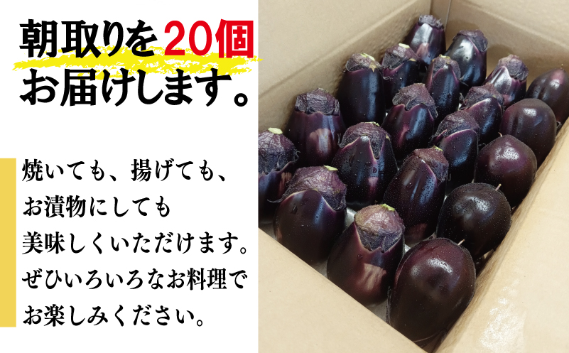 泉州 泉佐野市産 ハウス水なす 20個 夏旬の水なすを冬にどうぞ｜ 099H4104
