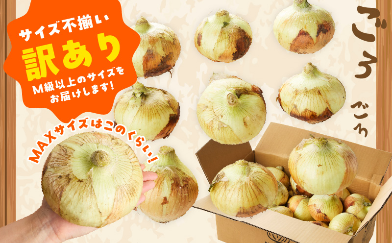 【先行予約】泉州たまねぎ 10kg 玉ねぎ 射手矢農園【家計応援 玉ねぎ タマネギ 玉葱 野菜 やさい 高評価 期間限定 TVで紹介！】 G3686