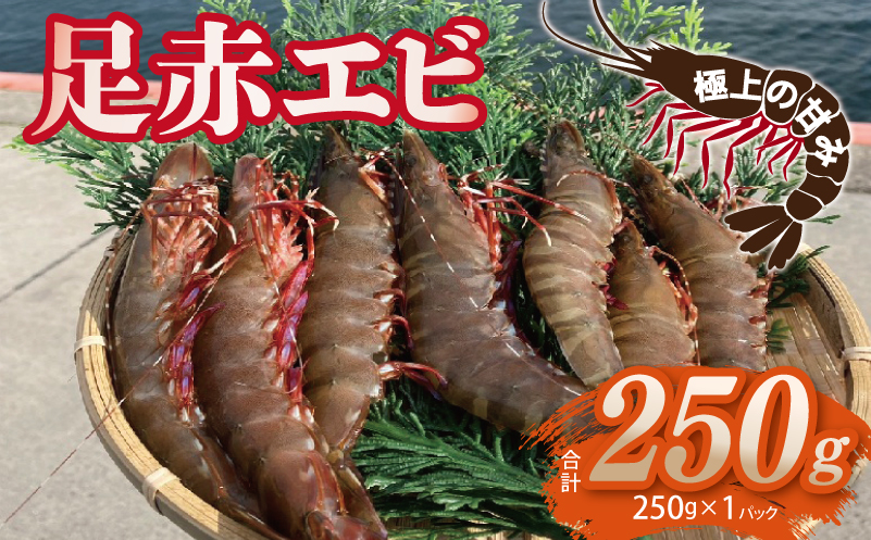 足赤エビ 250g【国産 えび 天然 ぷりぷり 海鮮 水揚げ 生食可】 010B1862
