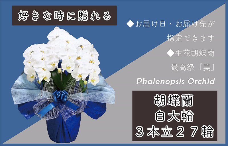 3本立て 胡蝶蘭 27輪～30輪 白色【木製大型木札 または メッセージカード 付き ラッピング お祝い ギフト 贈答 贈り物 プレゼント 生花 花 農福連携】 099H378