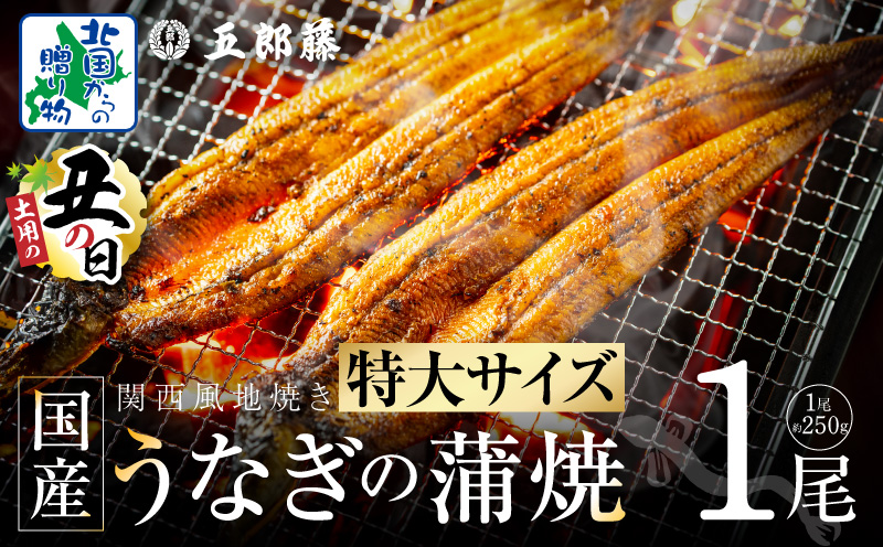 【7/26土用の丑の日】超ビッグサイズ！数量限定！老舗「五郎藤」 関西風地焼き 国産有頭旨鰻 250g×1尾【特大 うなぎ ウナギ 蒲焼き 炭火】 099H3443d