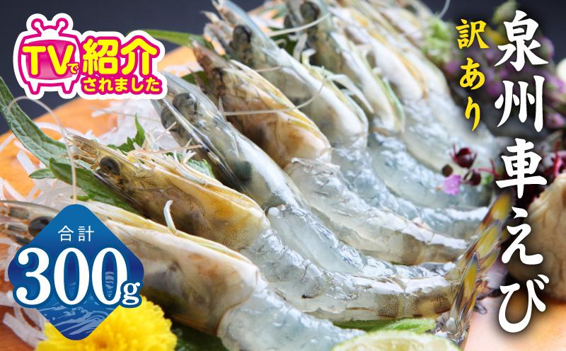【TVで紹介！】泉州車えび 300g【訳あり サイズ不揃い 生食可 海鮮 車海老 車エビ 海老 えび エビ 刺身 産地直送 急速冷凍 鮮度抜群】 G2185