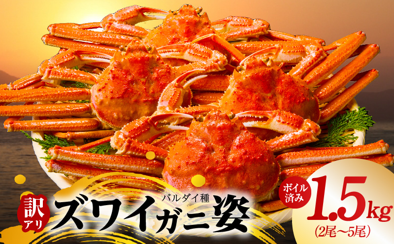 【訳あり規格】バルダイ種 ズワイガニ姿 1.5kg（2～5尾）【ボイル済み オオズワイガニ かに カニ 蟹 ズワイガニ ファミリー向け】 kgp0086