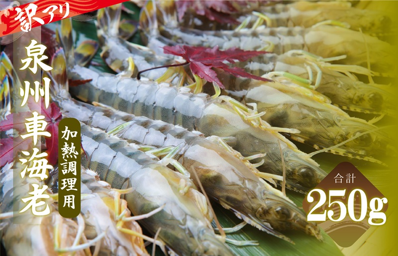 訳アリ！お試し 加熱調理用 泉州車海老250g【TVで紹介されました！】 G3703