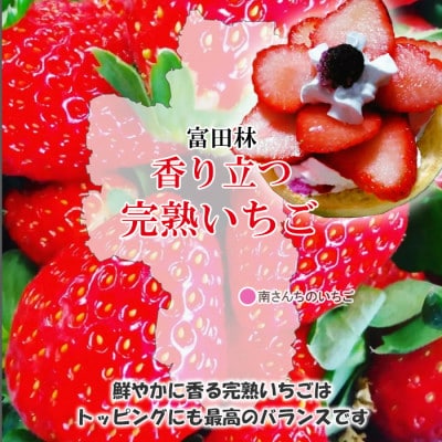 【朝採りの香り豊かな新鮮完熟いちご】甘みと酸味のバランスのとれた 南さんちの大阪苺(4パック)【配送不可地域：離島・北海道・沖縄県】