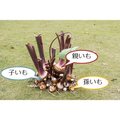 2023年11月～12月収穫　富田林産　海老芋1株まるごとセット