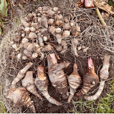 【GI認証取得】とんだばやしの海老芋　1箱(海老芋2kg・孫芋3kg)