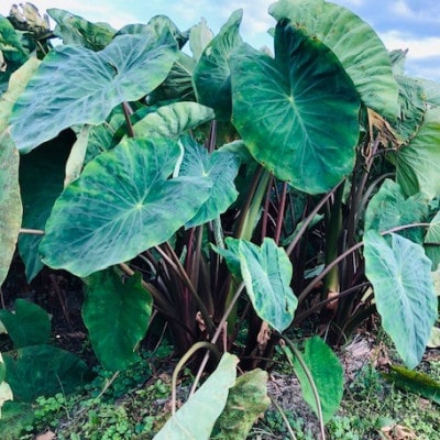 【GI認証取得】とんだばやしの海老芋の孫芋　1箱(5kg)