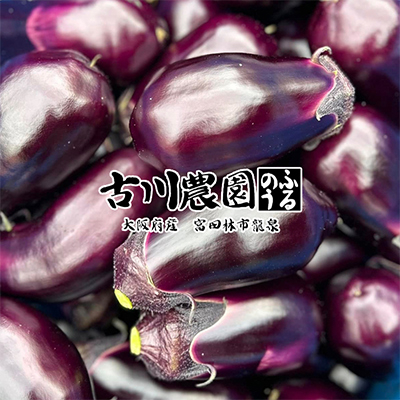 【産地直送】古川農園　「水なす」そのまま食べられる生野菜でお届け!2個入×10袋