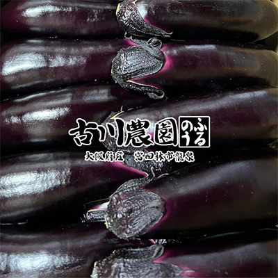 【産地直送】古川農園　「大阪なす」どんな料理にもよく合う万能ナス!2本入×10袋