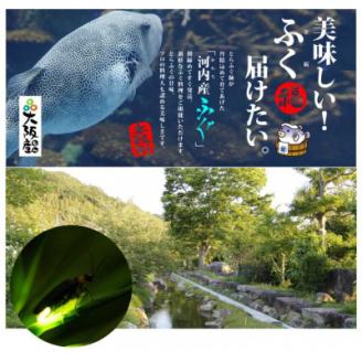 [河内とらふぐ]活き締めとらふぐ刺身用ブロック・皮の湯引き(冷蔵品・生食用)【配送不可エリア注意】【配送不可地域：離島・北海道・沖縄県・東北・関東・九州】