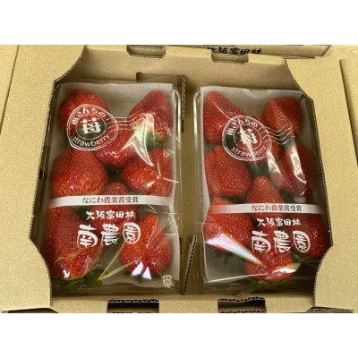 【朝採りの香り豊かな新鮮完熟いちご】甘みと酸味のバランスのとれた 南さんちの大阪苺(2パック)【配送不可地域：離島・北海道・沖縄県】