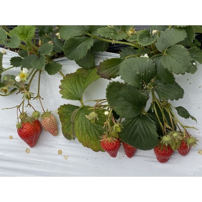 南河内の手作りいちごジャム