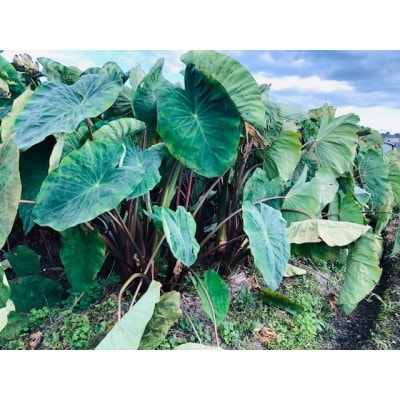 GI富田林の海老芋の孫芋 5kg×1箱