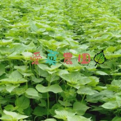 ≪50g×1≫　国産えごまの実　パックチャック(ジッパー)付き　大阪産(もん)認定品