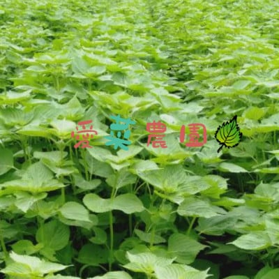 ≪110g×1≫　国産えごまの実　パックチャック(ジッパー)付き　大阪産(もん)認定品