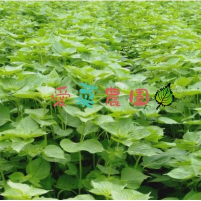 ≪110g×5≫　国産えごまの実　パックチャック(ジッパー)付き　大阪産(もん)認定品