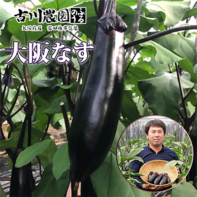 【産地直送】古川農園「大阪なす」と「水なす」の食べ比べセット