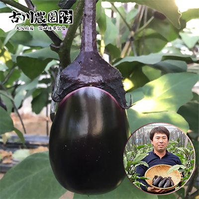 【産地直送】古川農園　「水なす」そのまま食べられる生野菜でお届け!2個入×10袋