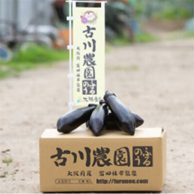 【産地直送】古川農園　「大阪なす」どんな料理にもよく合う万能ナス!2本入×10袋