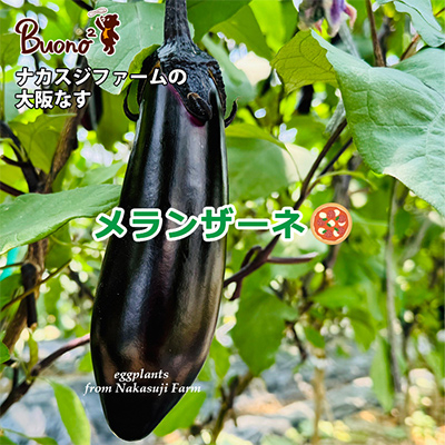 【3枚】富田林・ナカスジファームの大阪なすのメランザーネピッツァ【配送不可地域：離島】