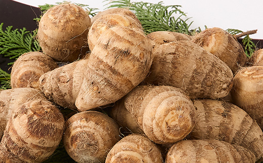 GI富田林の海老芋の孫芋 5kg×1箱